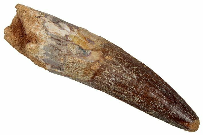 Fossil Spinosaurus Tooth - Real Dinosaur Tooth #353066